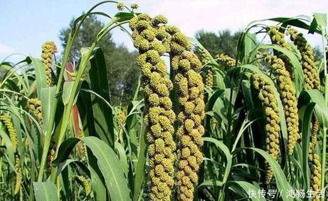 谷胱甘肽|忠告煮小米粥不能放此物,吃了就是没病找病,现在知道还不晚