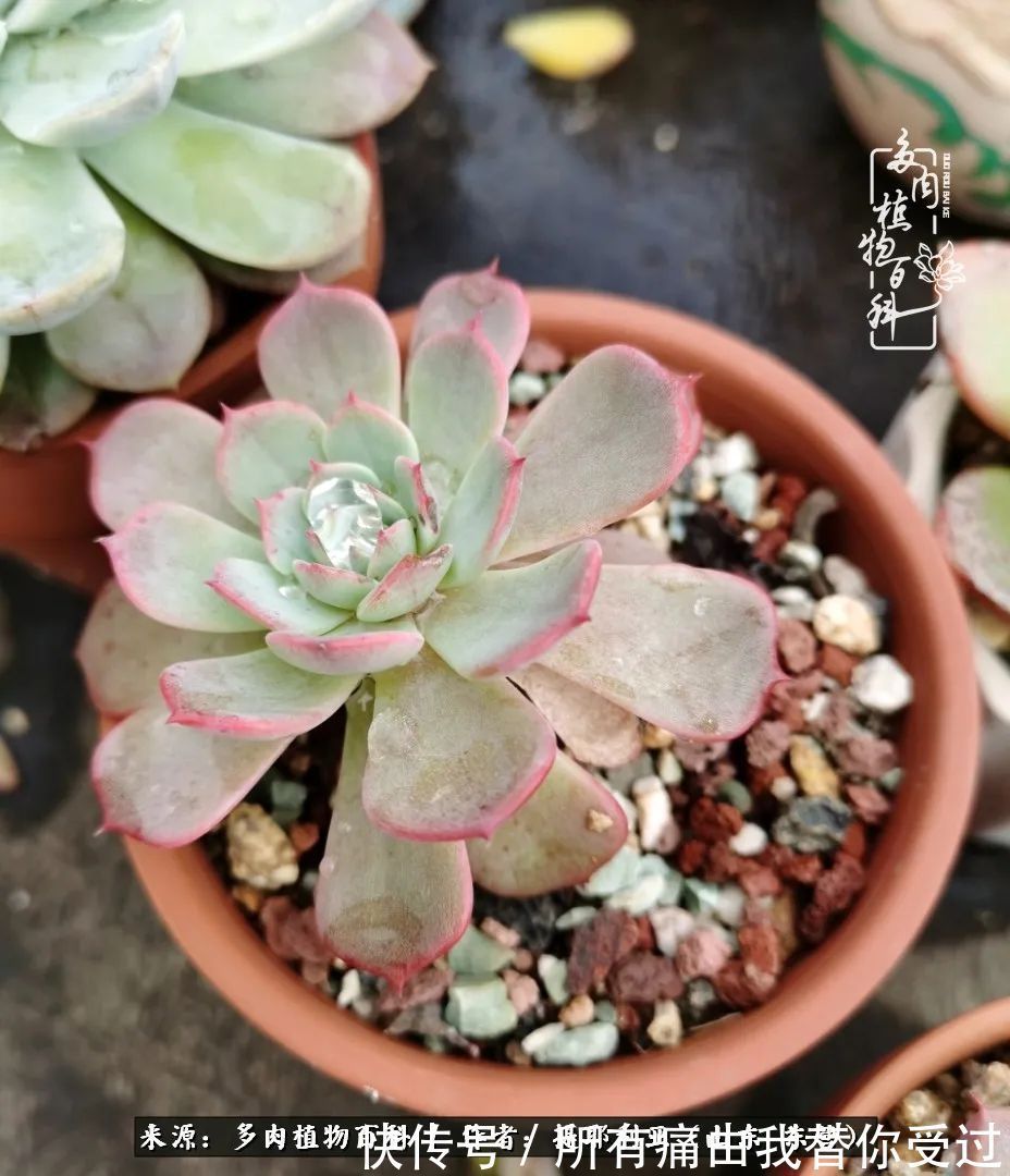 人如多肉，经阳光雨露历练后，亦会越挫越勇！