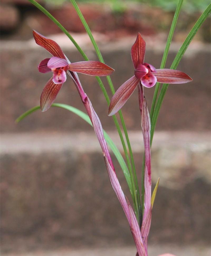 秋天到了，这种兰花要种1盆，顶级红素，兰香淡雅，好看又好养