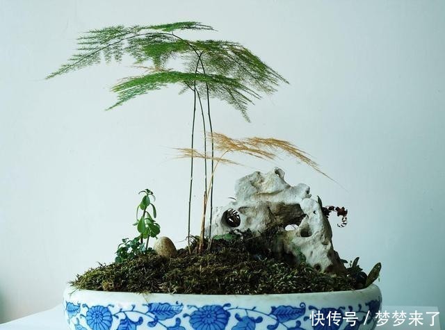 文竹|文竹冬天太怕冷,用点小技巧让文竹安全越冬