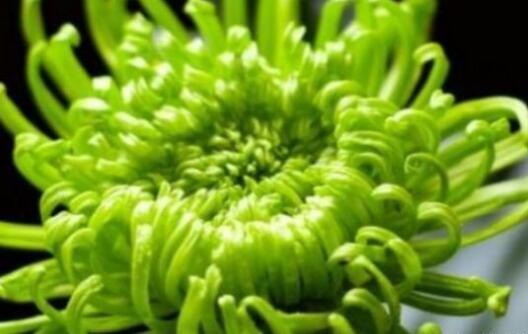 喜欢菊花，就养这几盆“菊中珍品”，百花齐放，清新脱俗！