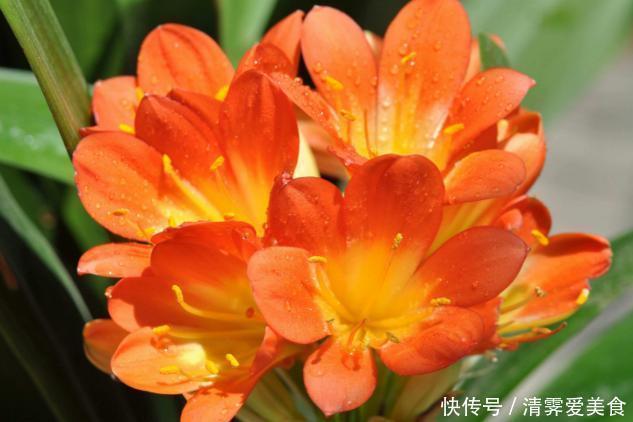 锯末|君子兰难养？花1分钟学会这3样东西的用法，爆盆不愁