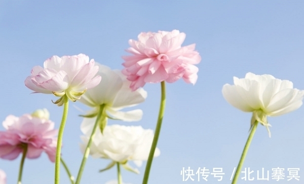 桃花|11月27日~30日，求财得财，吃穿不愁，迎来黄金期