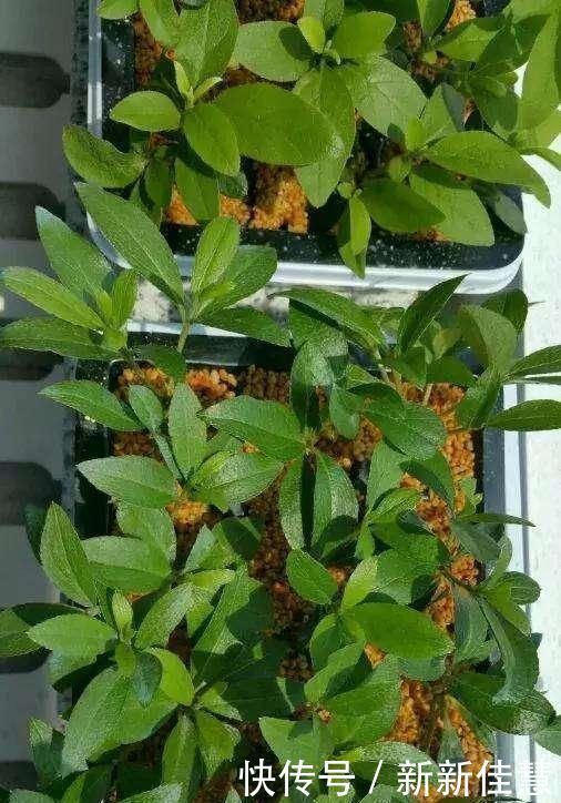 扦插|谁说天热不能扦插,这3种花这样做,呼呼冒白根长疯了