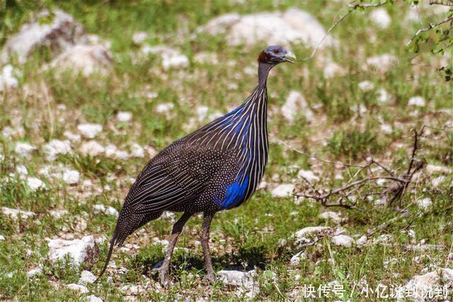 部编五上《珍珠鸟》的学习指导,让孩子记得更牢,学得全面