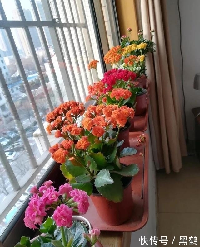 花多多2号|花市上的长寿花满头花苞?原来有“猫腻”,咱也学一学