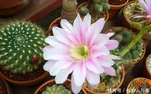 这5种花很适合4月养,花期长,好活还耐旱,现在养夏天正好赏!