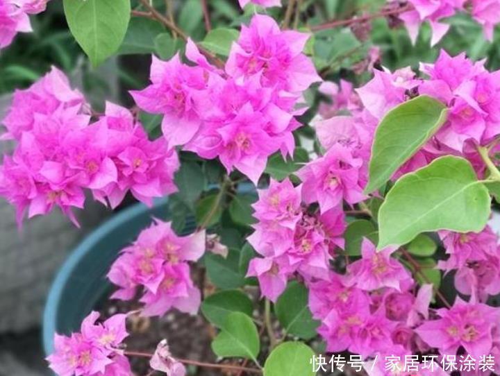 施肥|非常漂亮的4种花,养在家里,一年四季开花不断