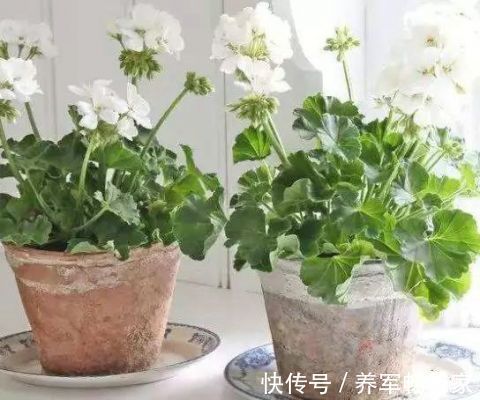 客厅不能乱养“花”，这种花被称为“破财花”，后悔现在才知道！