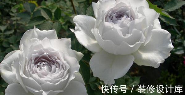 喷药|花友种月季前必须考虑清楚三个问题,不然越养越心烦