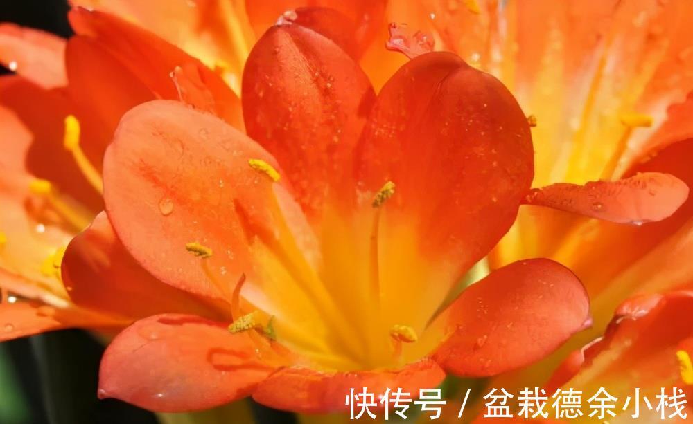 根系|君子兰花后也要做月子,不然可能再也开不了花