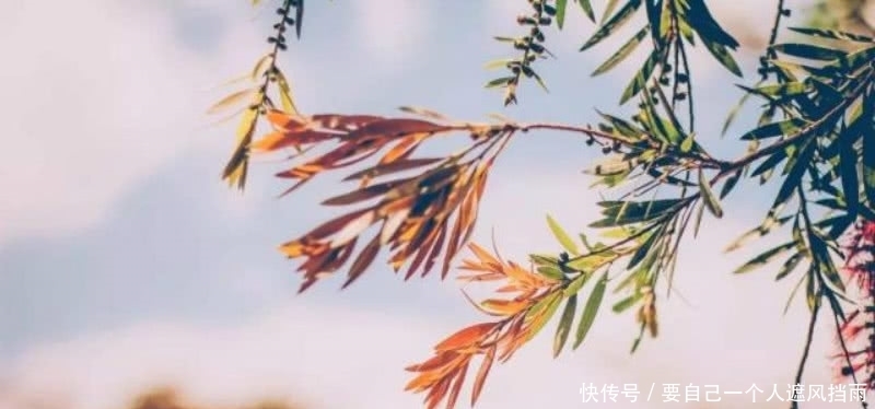 经典|李清照这首诗成为了绝唱,里面句句是经典,成为宋诗里的千古名篇