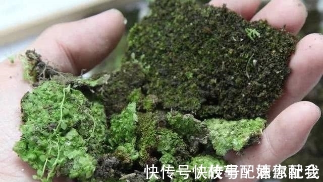 啤酒!他用酸奶、啤酒、苔藓把动物养在墙上,14天后的画面让人惊讶