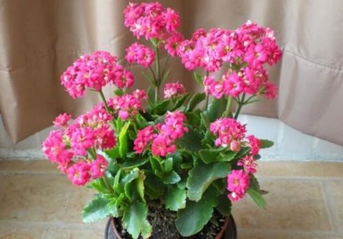 树典型：长寿花、仙客来、蟹爪兰，修剪的“对象”不一样