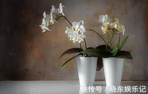 养殖兰花时，谨记僵苗的6个原因和救治办法，解决好了，苗壮芽旺