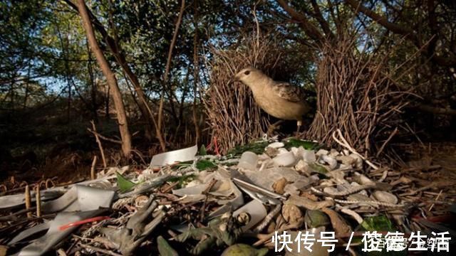 肯尼亚|塑料袋禁令正在蔓延，但不用塑料袋就真的有效吗？