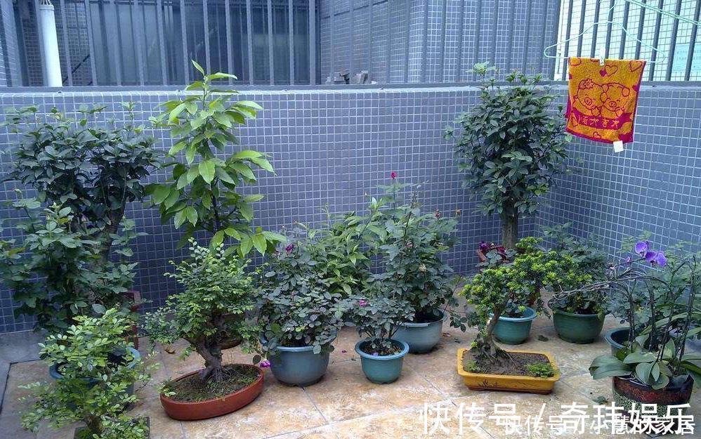 养花没有盆,3个妙招,就能自制出漂亮的花盆,阳台上种了好多花