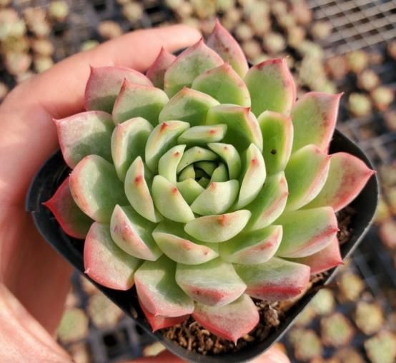 此款多肉名字霸气，养殖方法却很简单，满足这4点就够了