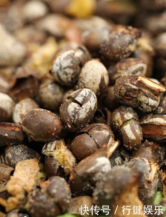 价格不菲|农村称“杨拉罐”,小时用火烤着吃,现如今成为美食价格不菲