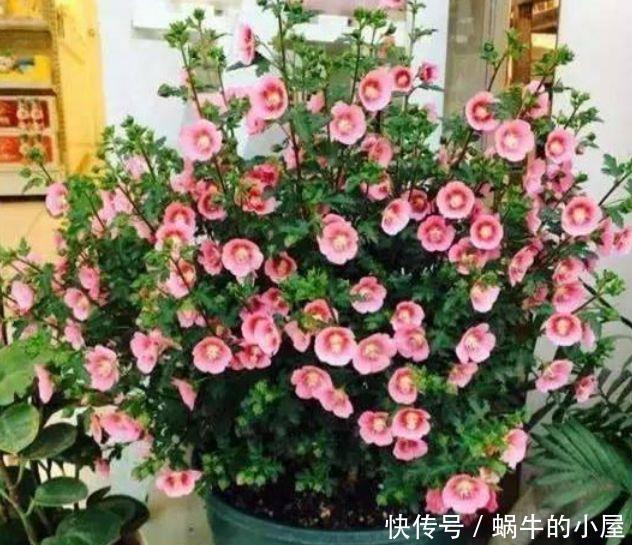 居家就养此款花卉,不闻不问,花开爆盆美如花,个个美出状态