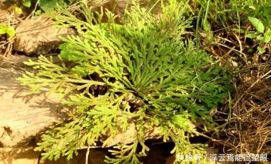 疗效|你们有人认识这种野草的吗？它具有非常神奇的疗效，令人称奇！