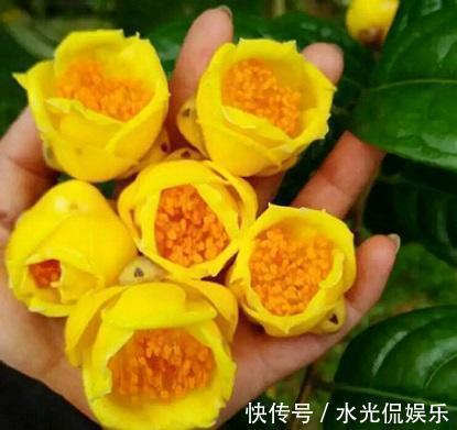它是真正的“花茶”,开出盏盏黄花,摘一朵就能泡
