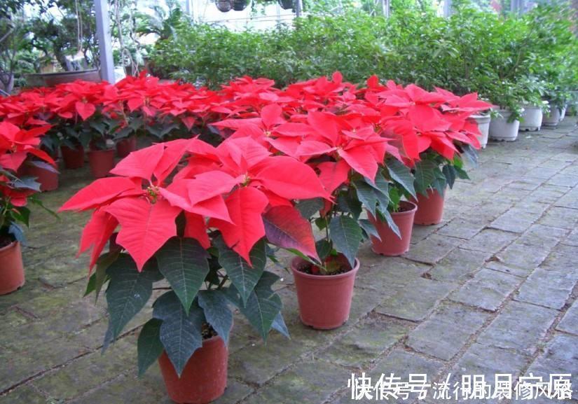 民间七大毒花,别让这些花毁了你的健康