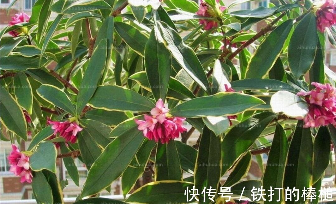 金边瑞香开完花后,下一步要如何养护?植株才能长得旺盛