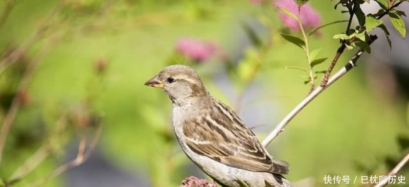 白居易见小孩打树上的鸟,于是写下一首诗劝告,足见一片仁爱之心