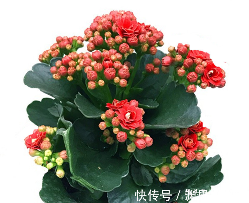 花友|到处都有的两种东西堪称养花神器,用后多年不烂根、不黄叶