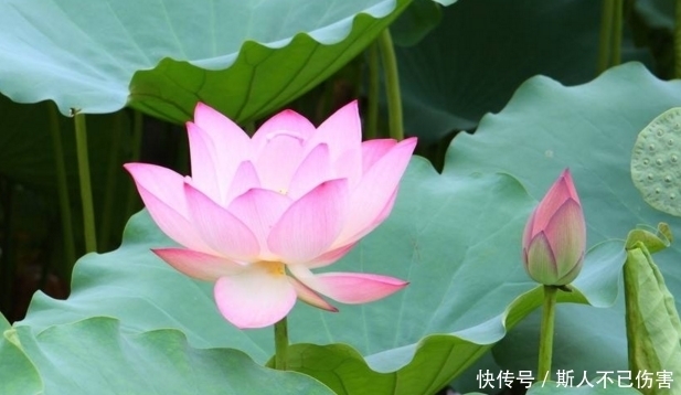 富贵|算命的说,11月运势大红大紫的3生肖,富贵无人能及!