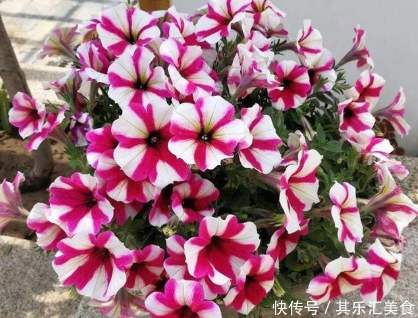 4种花超漂亮,个个美出状态,好养又漂亮,开花一茬又一茬