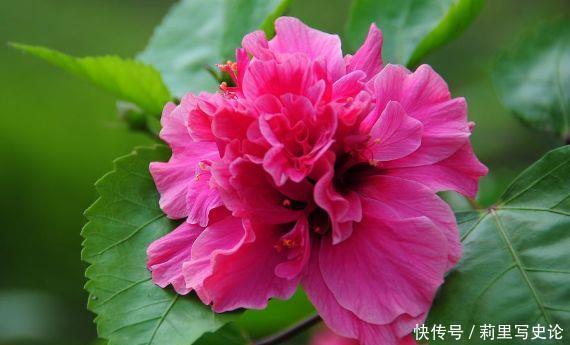 阳台上|适合懒人养的花,一年开花200天,对待新手很友好四季绚烂