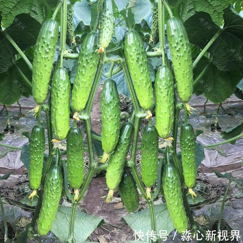 健康|阳台不要再浪费,聪明人此样做,绿色健康,吃不完还可以卖