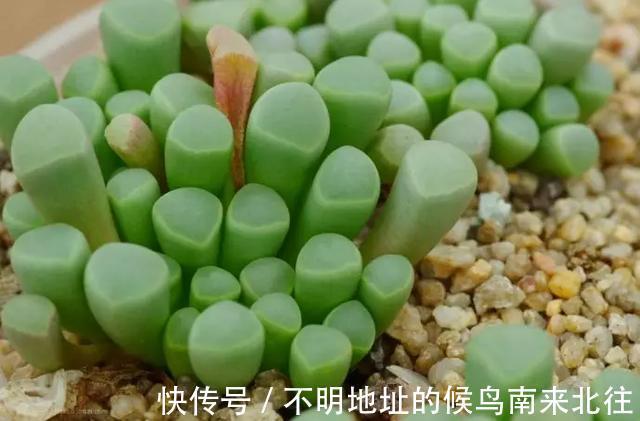 60种多肉图鉴及养护要点，1分钟学会，超全超实用！