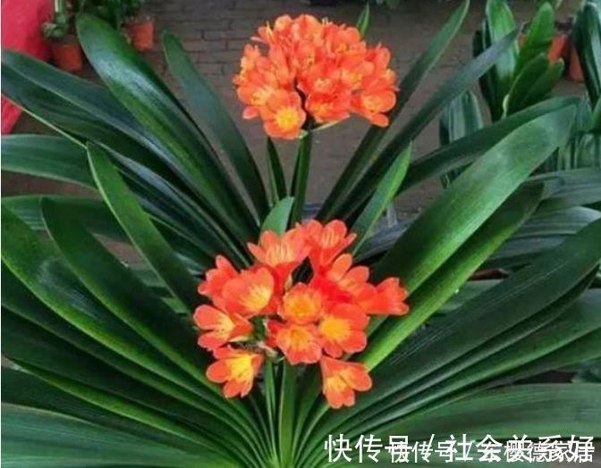 种花|养花就养4种花，好养易活花量大，寓意吉祥人人爱，家里养真适合