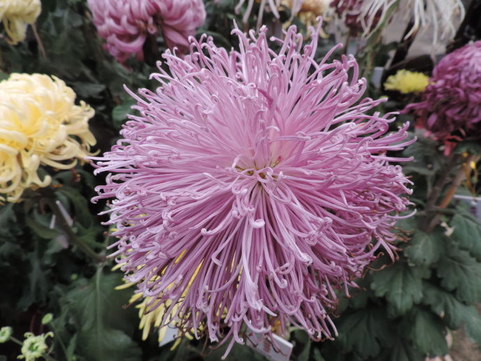 喜欢菊花,不如养盆“珍品名菊”黄浦锦秀,花型丰满,富贵华美