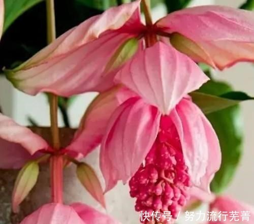 浇水|5种花就是“大水桶”，一天不浇水也不行，叶子很快就会干！