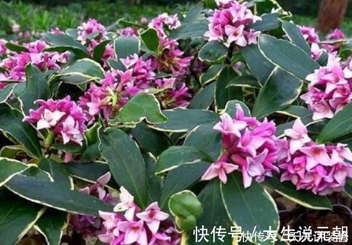 4种花,堪称“开花机器”,365天开不停,养家里,四季有花赏