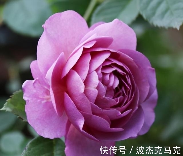 安吉拉|被淘汰掉的藤本月季，听起来很经典，实际是鸡肋