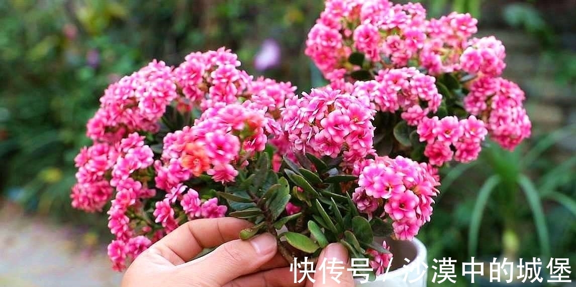 光照|长寿花迟迟不开花？小苗“拔一拔”！花苞蹭蹭冒，来年长成大花球