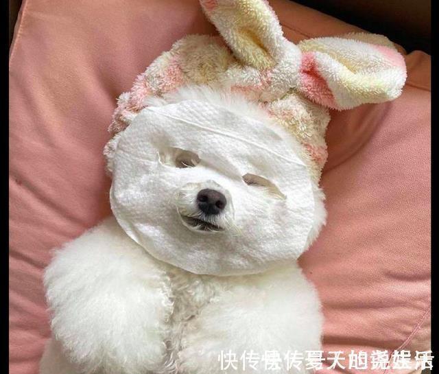 开心|网友用纸给狗做了个假面膜,它开心的不得了:我的皮肤会变好吗?