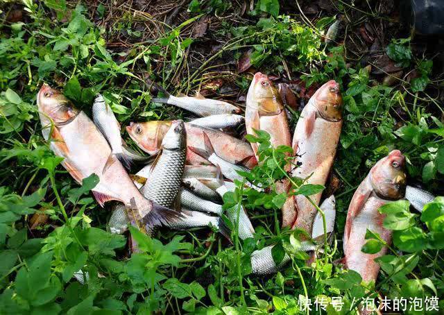 鲢鳙|盘点几种夏天野钓的天然重窝，切记准备要大钩粗线