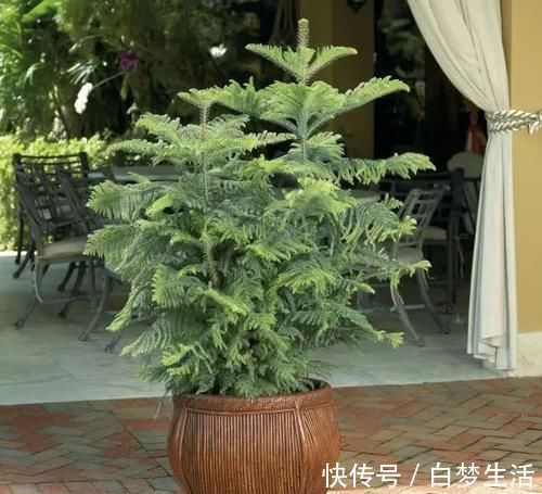 福禄桐|养在客厅里特别霸气的几种大型植物,有的还能养成盆景