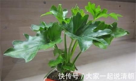 龟背竹|此几种植物，家家户户都在养，你家里有吗？