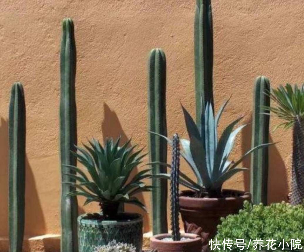 漂亮花|量天尺这样养，能长3米多高，还能开漂亮花