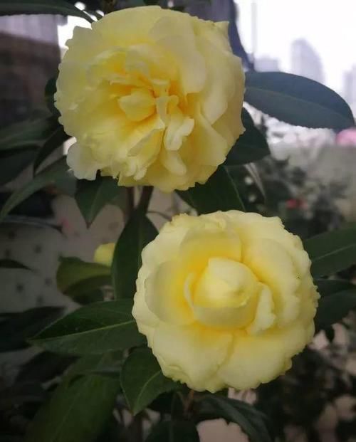 山茶科|此花是中国传统名花,颜值不输牡丹月季,是家庭盆栽佳品!