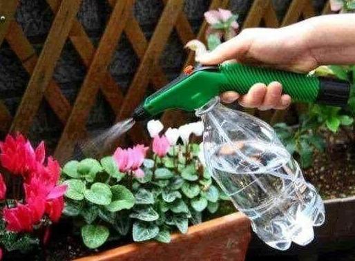 叶片|养花需要''自制营养液''用它来代替,灌根、喷叶效果都不错