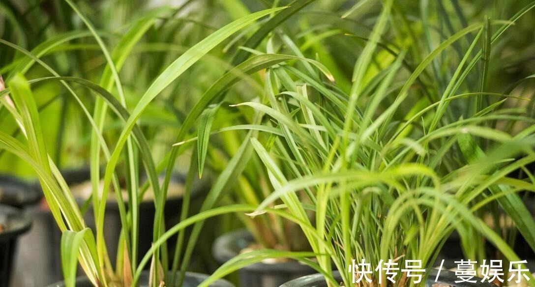 服盆|兰花翻盆:两花不翻、两水不浇、两肥不施,你做对了吗