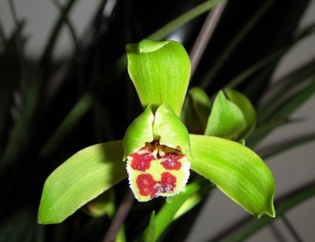 蕙兰不开花，花苞干枯，开品不好，原因只有一点没有做好！